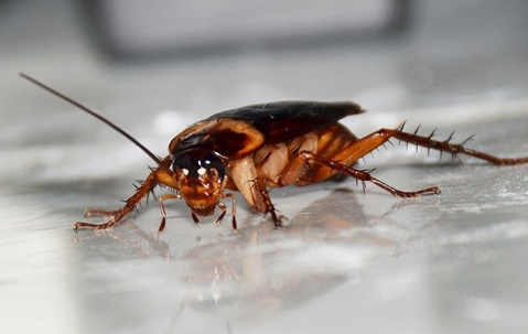 cockroach on a countertop