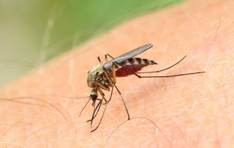 mosquito biting a human