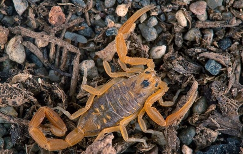 scorpion on dirt