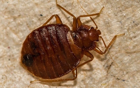 close up of a bed bug