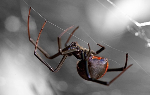 close up of a black widow spider