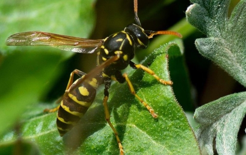 a yellow jacket bee on a leaf