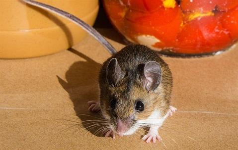 cute little mouse on a counter