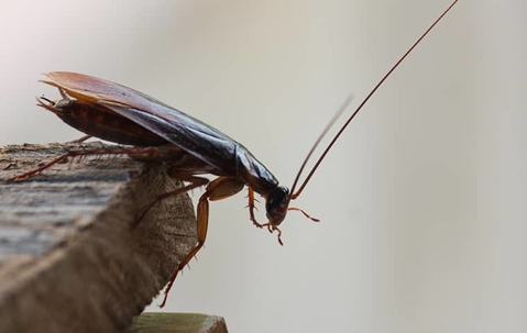 cockroach on the edge of a piece of wood