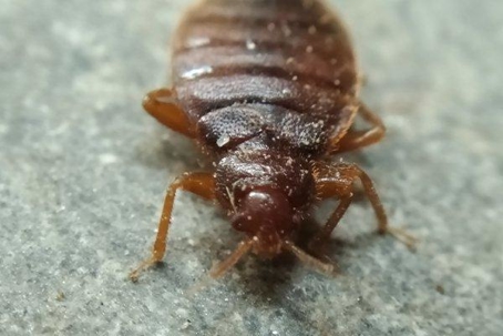 close up of a bed bug