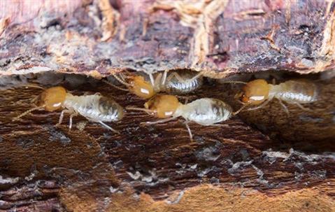 termites crawling on wood