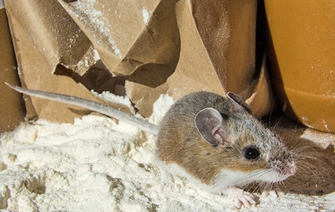 mouse on a pile of flour