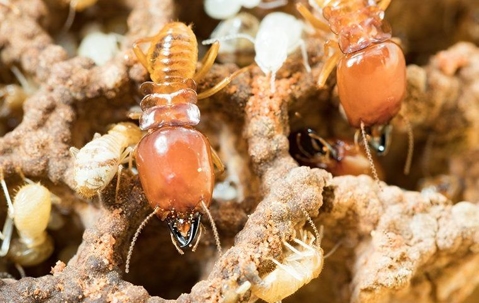 close up of termites