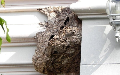 wasp nest on the side of a home