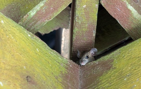 mouse in wood scaffolding