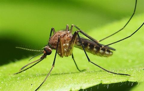 mosquito on a leaf