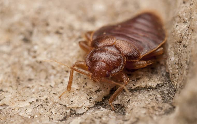 close up of a bed bug