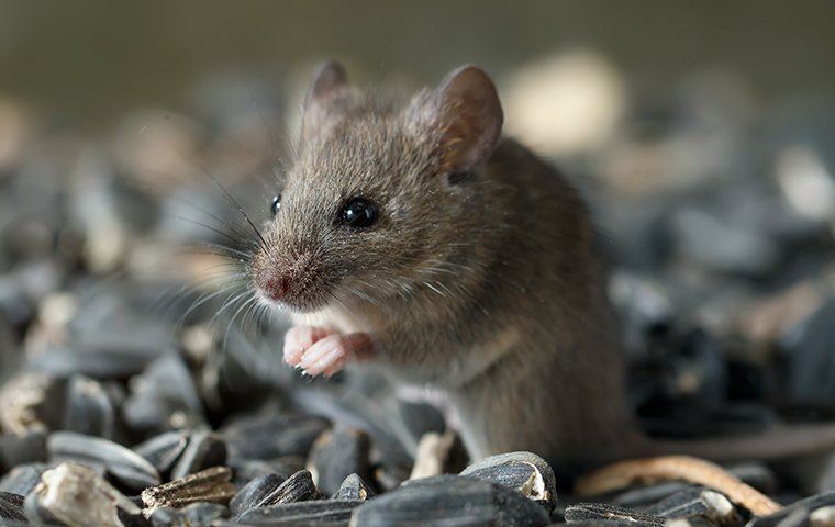 little rodent on a pile of seeds