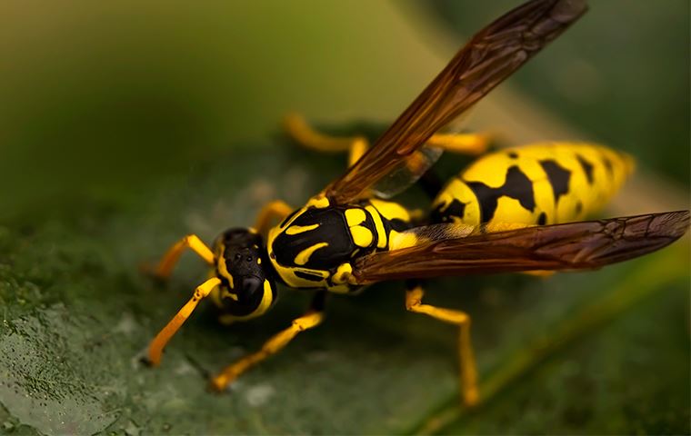 close up of a wasp