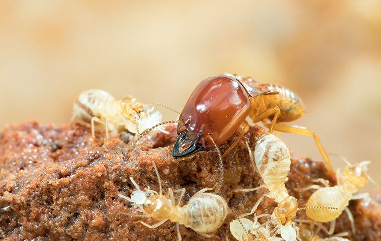 close up of a termite